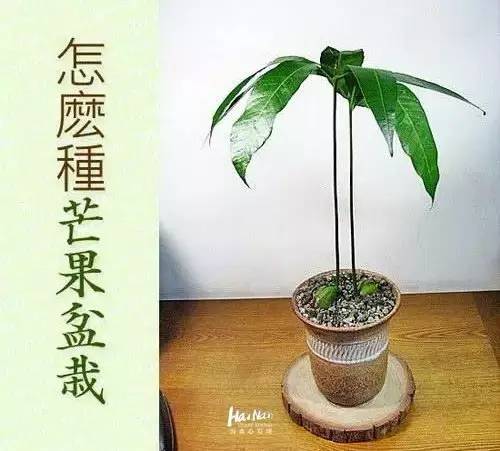 芒果种子盆栽种植方法图片