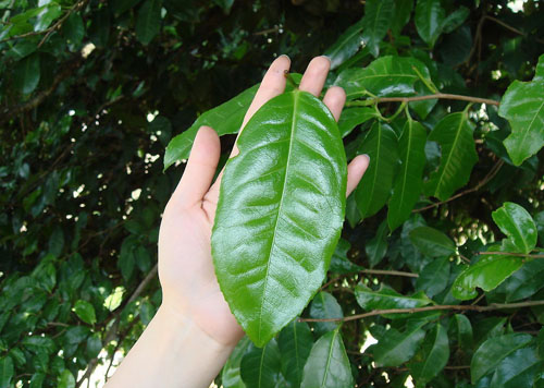 带你了解普洱茶原料云南大叶种茶