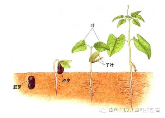 被子植物生长发育过程图片