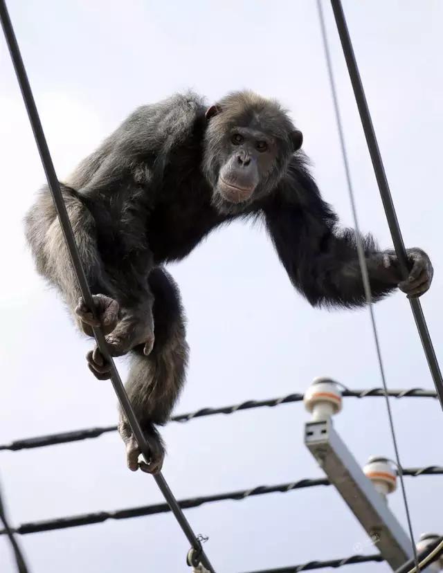 日本黑猩猩逃出动物爬上电线杆耀武扬威