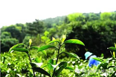 苏州树山云泉茶图片