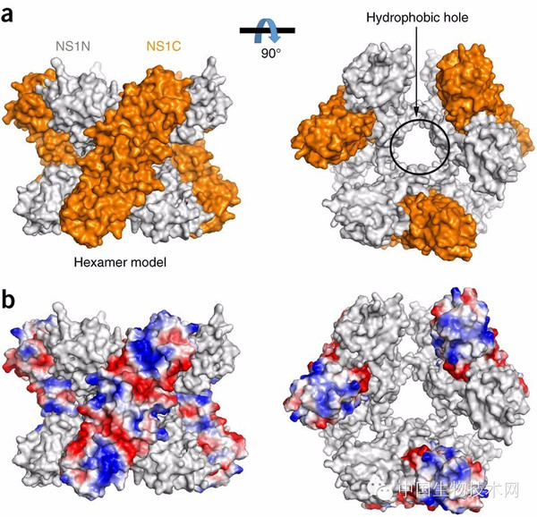 高福院士团队发现寨卡病毒关键蛋白晶体结构