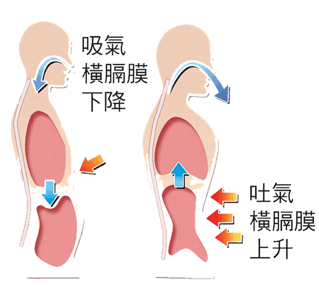 膈肌呼吸动画演示图片