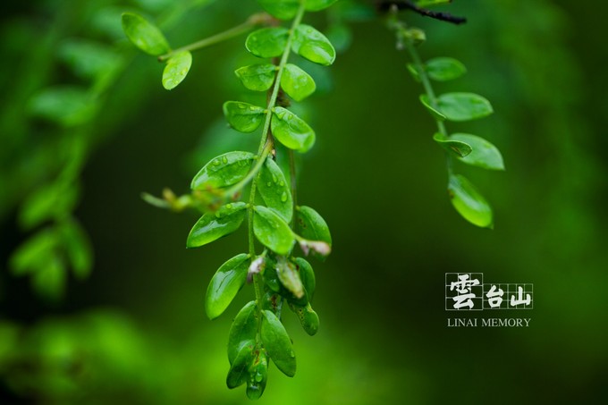 枝上柳綿吹又少,天涯何處無芳草.——蘇軾《蝶戀花》