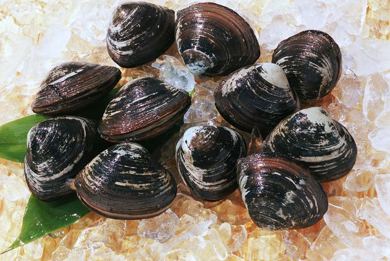 黑色的蛤蜊的种类图片