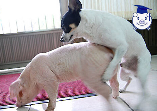 史上最憋屈的猪被发情的狗骑在身上强行占有了