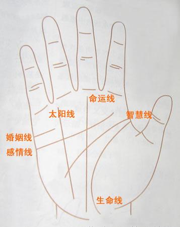 手掌路线分析图图片
