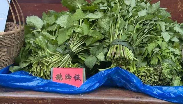 高山野菜,跑山雞,土雞蛋,野生藥材展銷當天的活動現場同時進行了雞冠