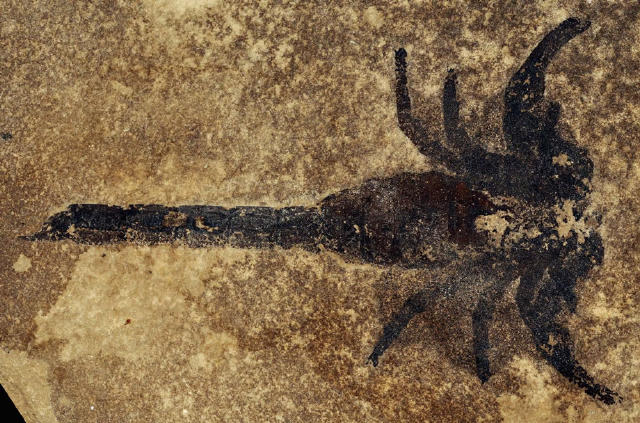 布龙度蝎子化石图片