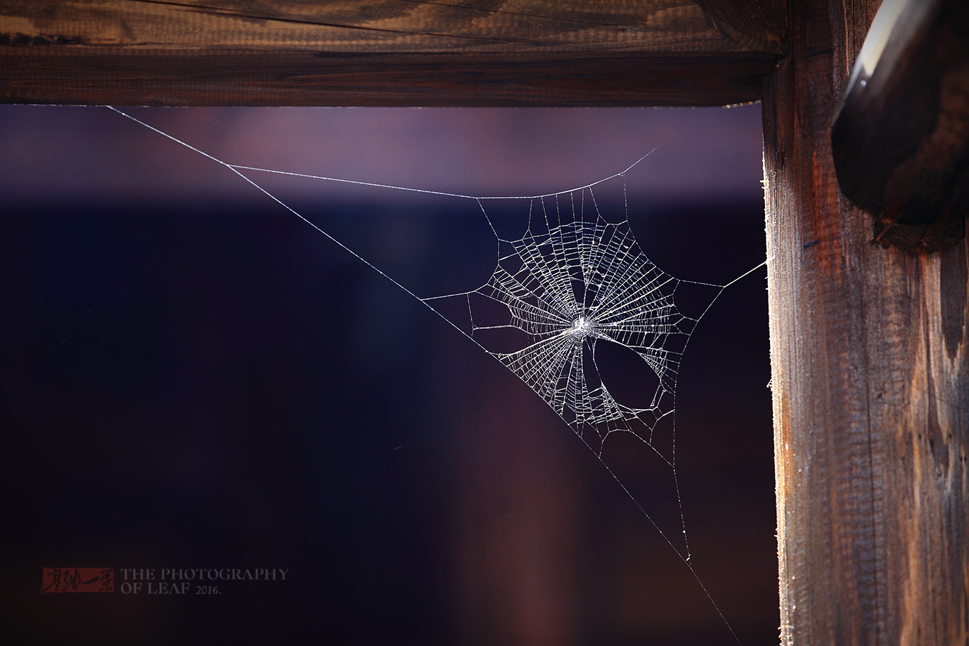 同福客栈屋檐下的蜘蛛网,未能网住那飞逝的岁月,但它网住了无数武林迷
