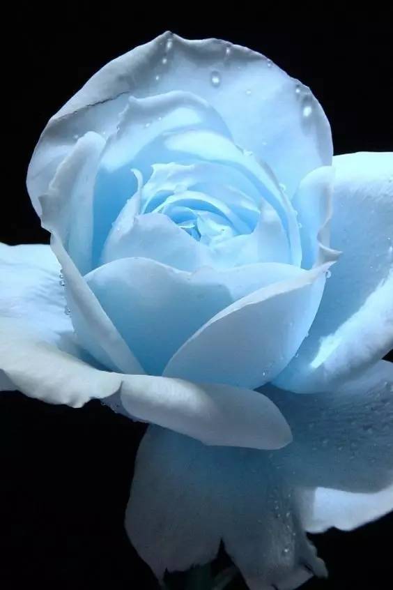 美不可言的蓝色妖姬玫瑰代表着纯洁和爱恋