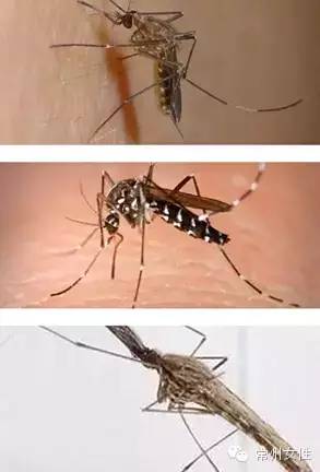 中华新蕈蚊图片