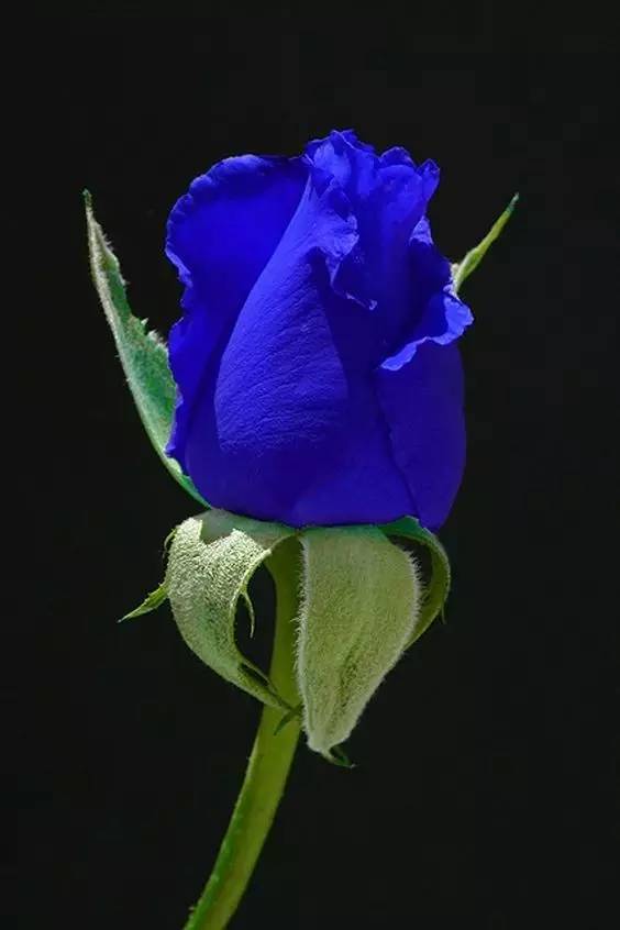 目前世界上极少有自然生长的蓝色玫瑰花,现在市场上出售的蓝色妖姬