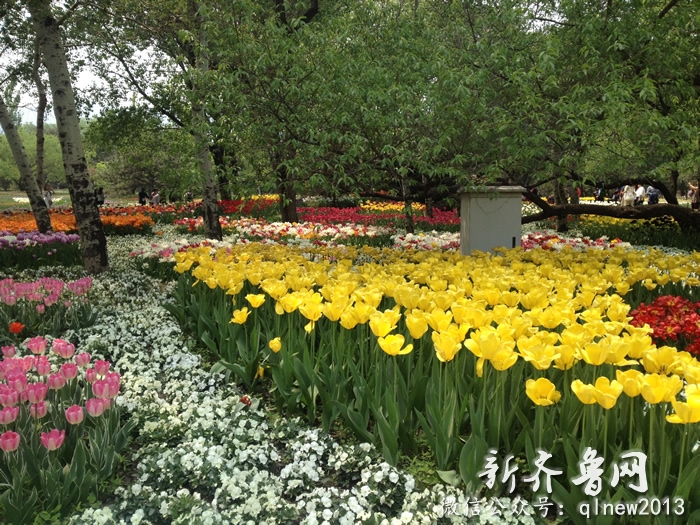 今年,随着近期气温提升,北京植物园内的郁金香提前开放,花期比往年