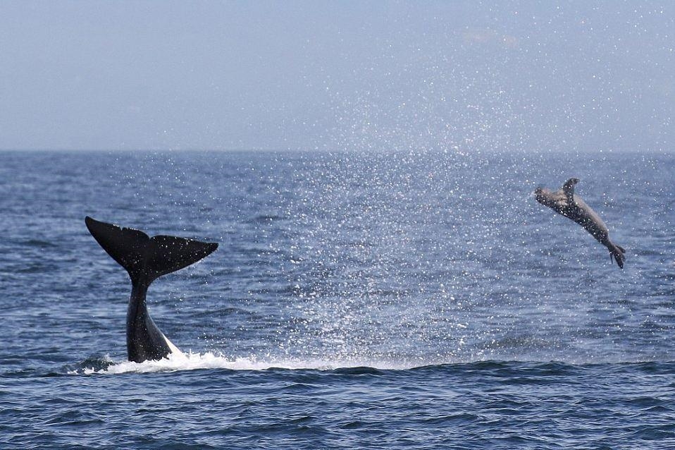 杀人鲸虎鲸吞食海豹场面