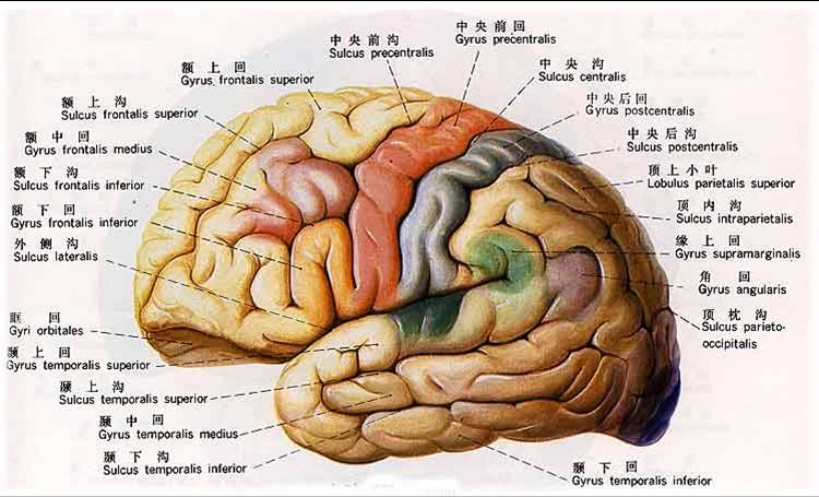 脑叶分布图图片