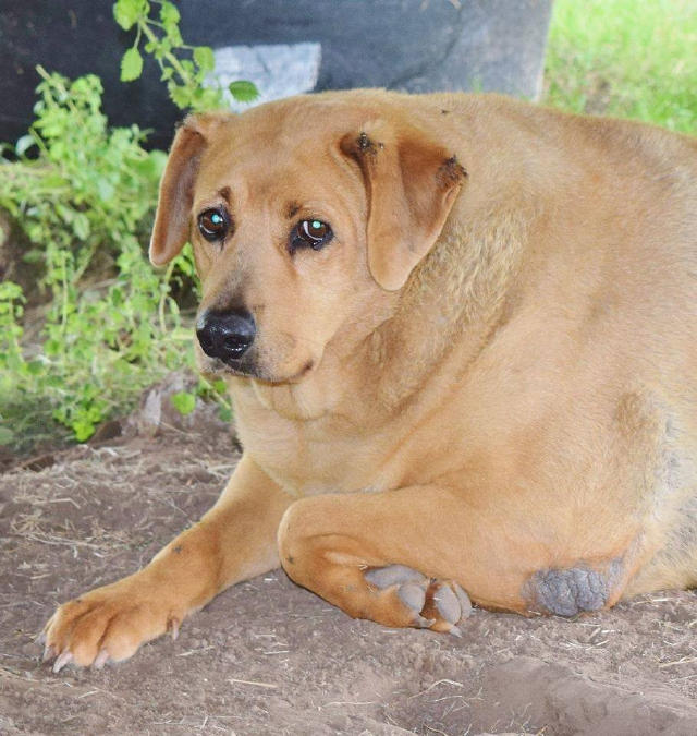 腰围3尺2的大胖狗,宅在收容所里5年不运动