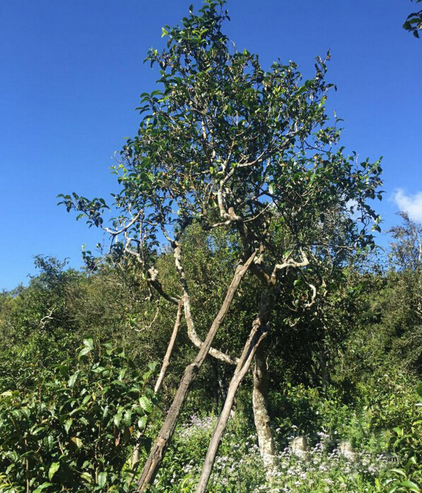 普洱茶一路向南之困鹿山