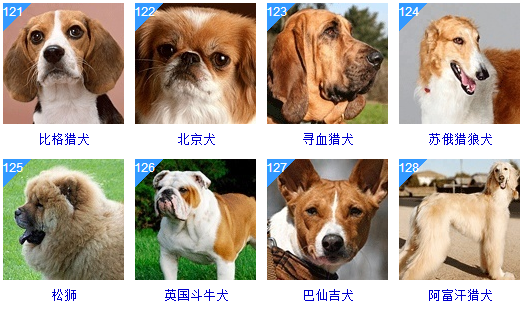 犬类品种大全 中型图片
