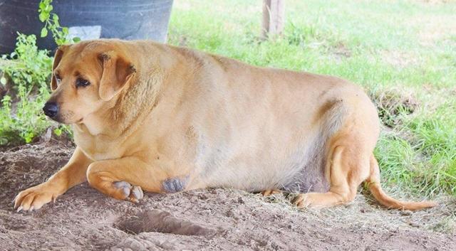 腰围3尺2的大胖狗宅在收容所里5年不运动