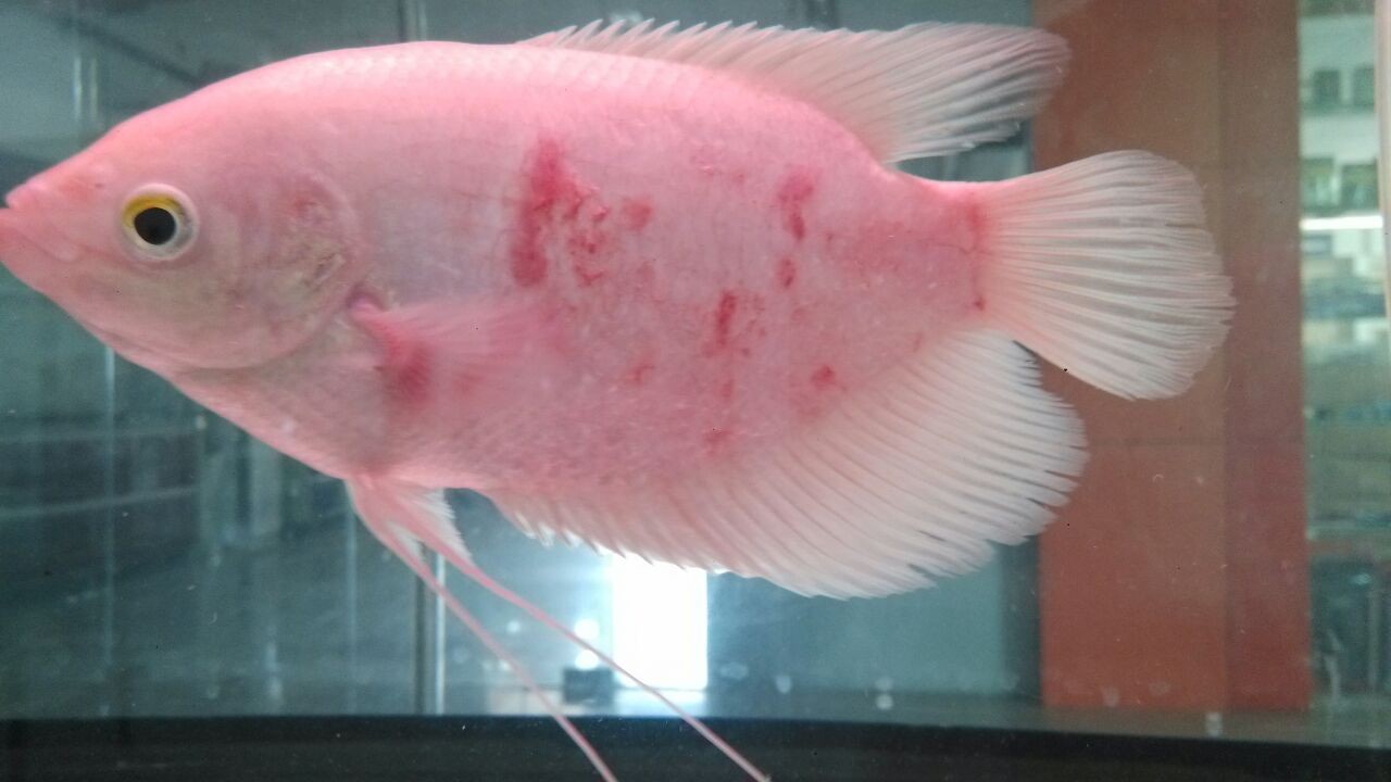 招财鱼红斑病症状:红斑从鳞片下顶裂出来,有点掉鳞,红斑成肉瘤状,并在