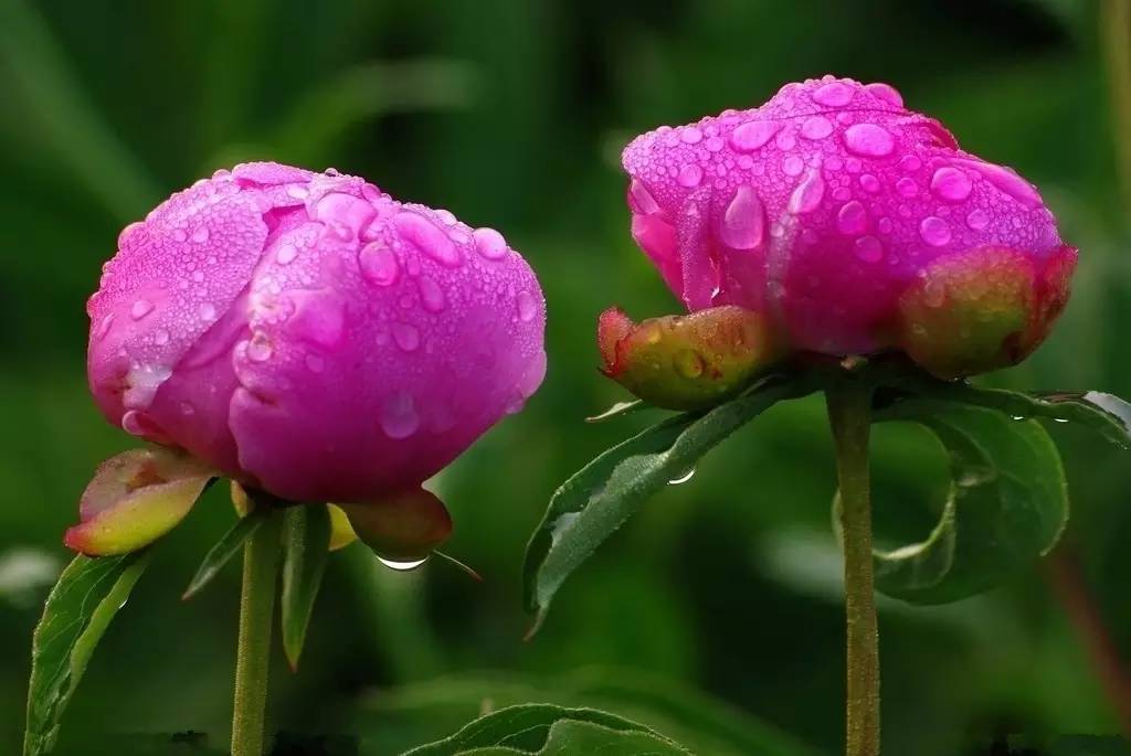 該怎麼種?聽說芍藥不能.答:生長發育階段喜光照,耐旱.