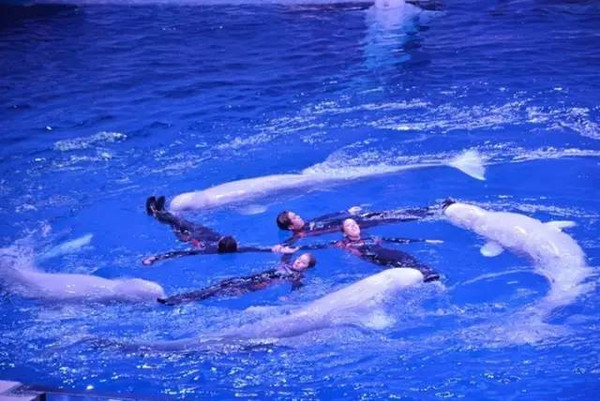 海狮表演 白鲸图片