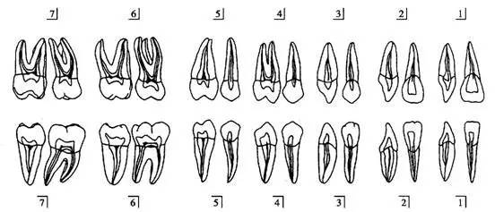 上颌一到七颗牙解剖图图片