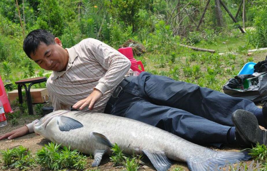 中国钓196斤青鱼过程图片
