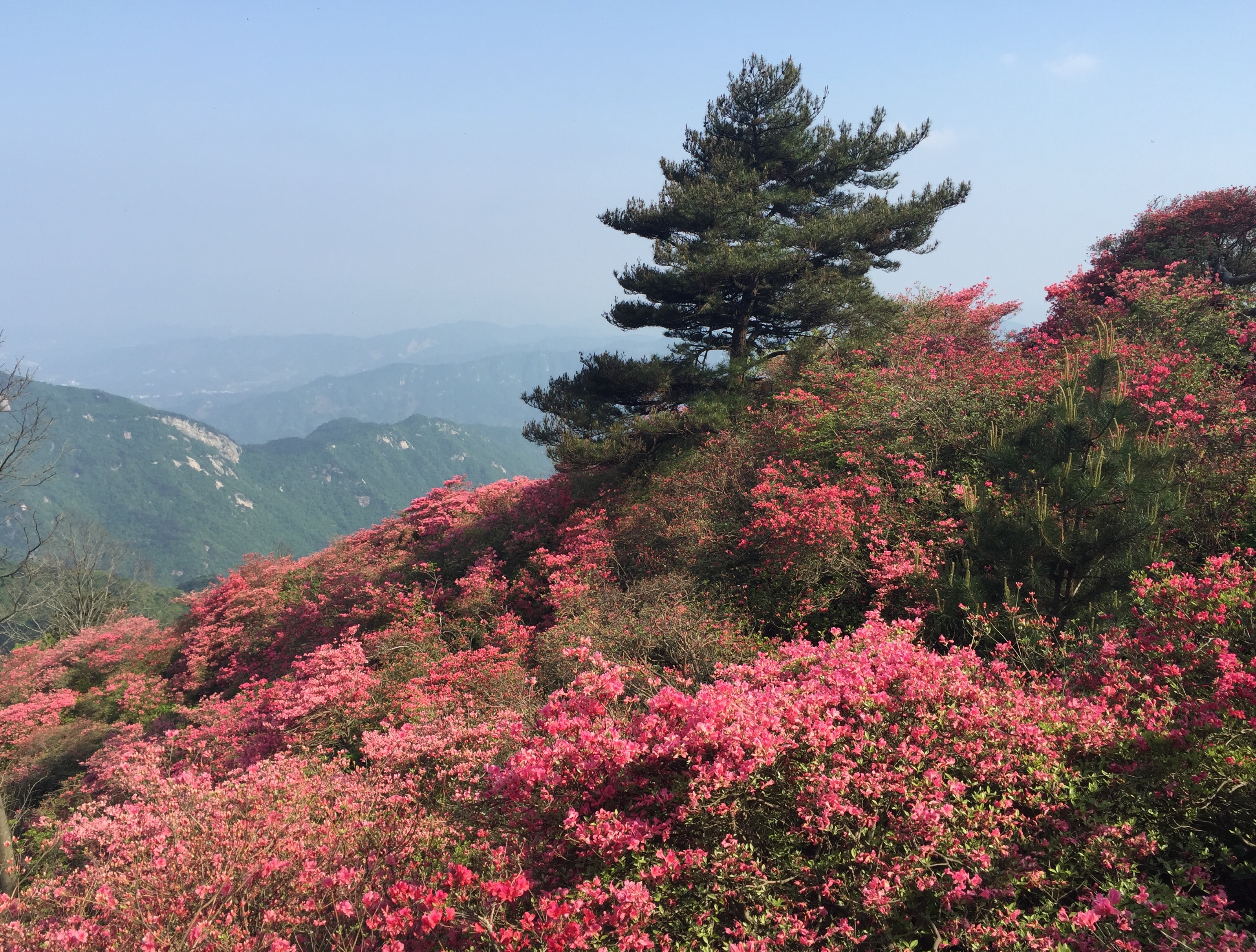 红色热土麻城,赏基尼斯之最龟峰杜鹃