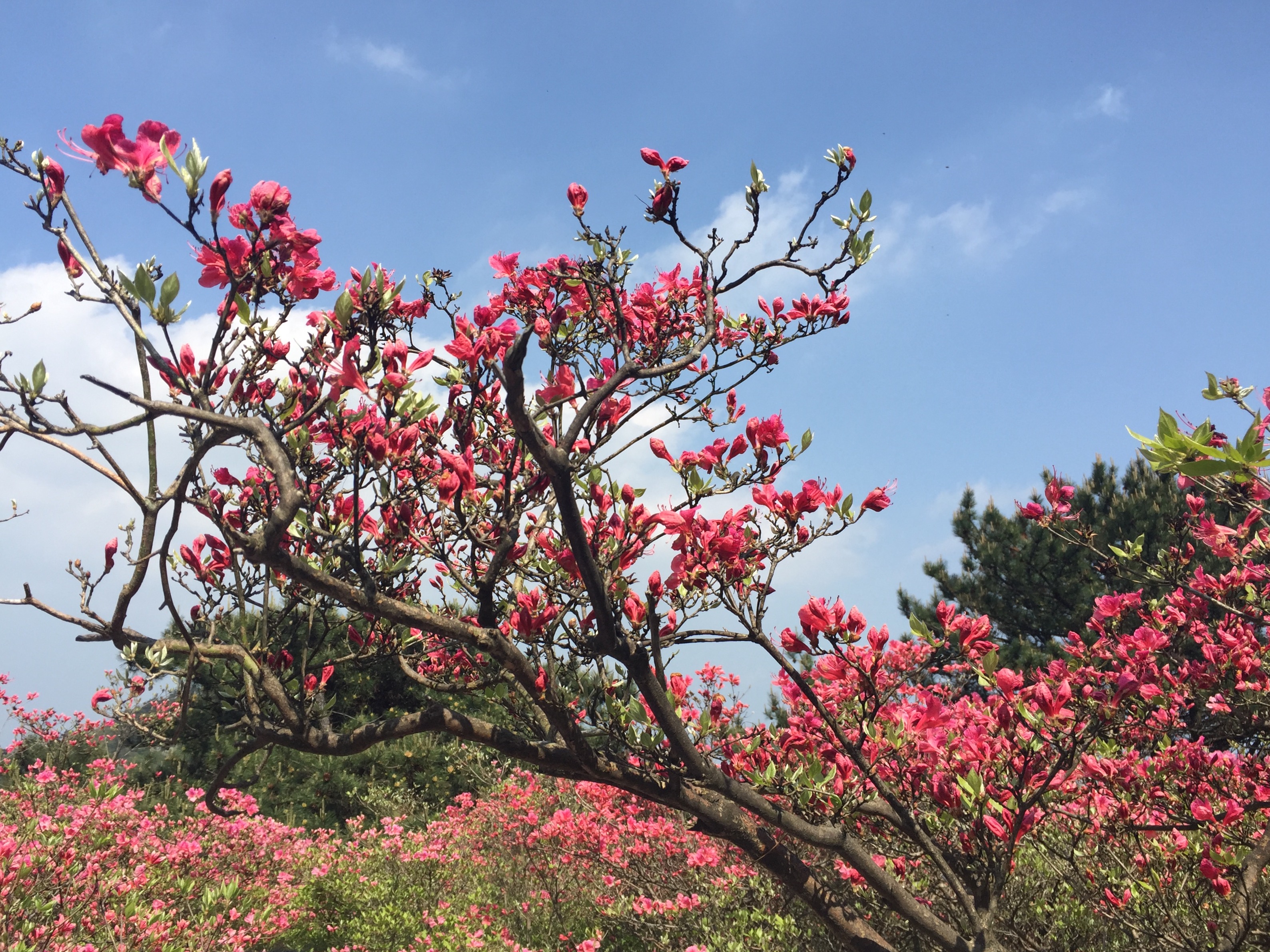 红色热土麻城,赏基尼斯之最龟峰杜鹃