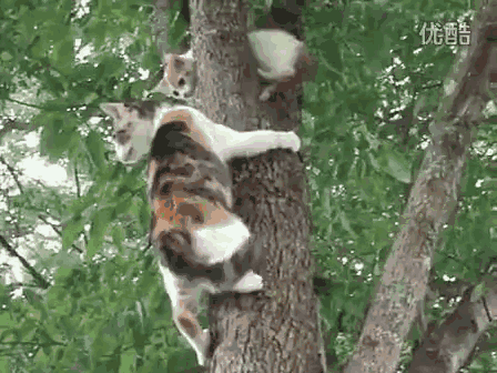 小猫被困树上,猫妈费劲力气却救援失败,结果却