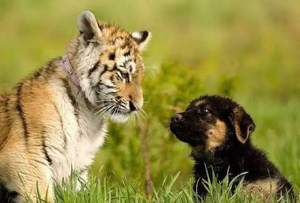 老虎与狗狗之间的友谊