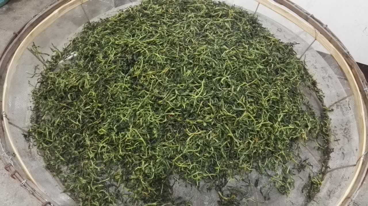 你想喝到自己採摘及純手工製作的綠茶嗎?