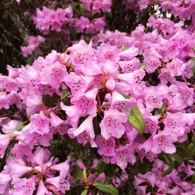 旅游 正文 段云芳 摄 仔细看看,当初低矮的花树也