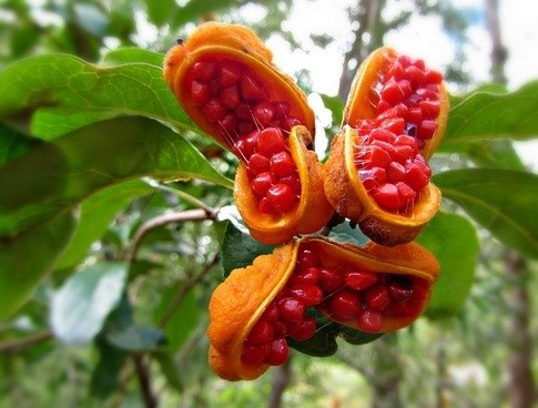 puhala fruit紅肉蘋果春季可觀花,夏秋能賞葉,秋冬還有串串果實宿存