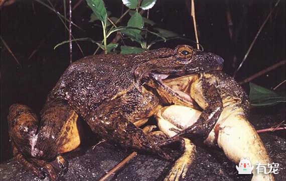 1米长的青蛙说吃就吃,真可怜!