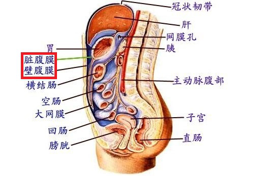 脏器,尤其是喜欢藏匿在身体的角落里,大多都长在腹膜后面(如下图)