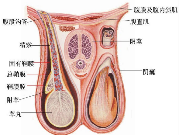 成年男人的睾丸有多大图片