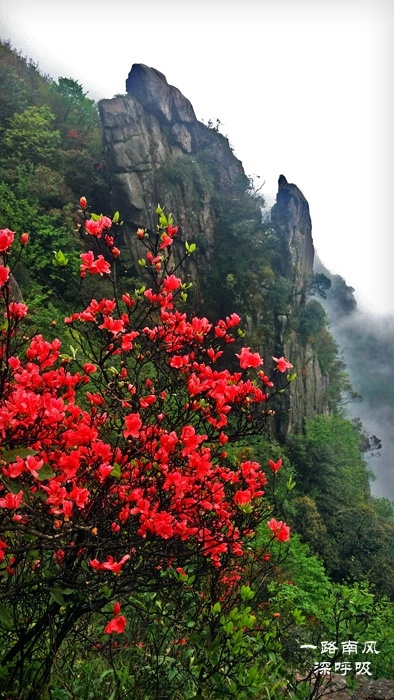 金子山的杜鹃花图片