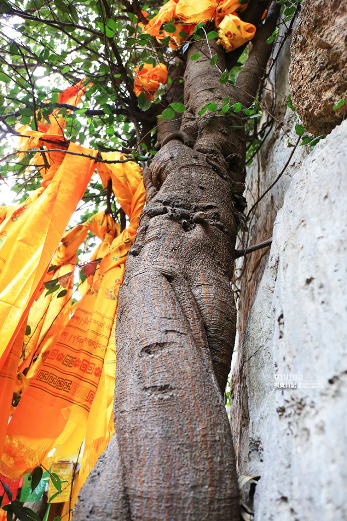 巴拉格宗千年菩提树图片