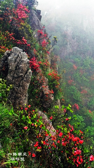 金子山的杜鹃花图片