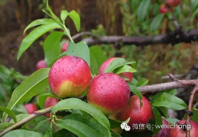 西昌毛线街位置图片