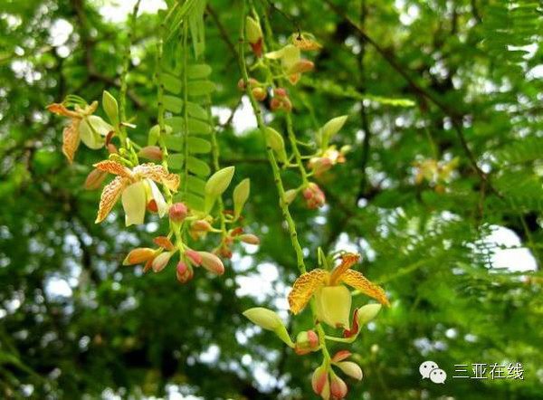 海南酸梅树图片