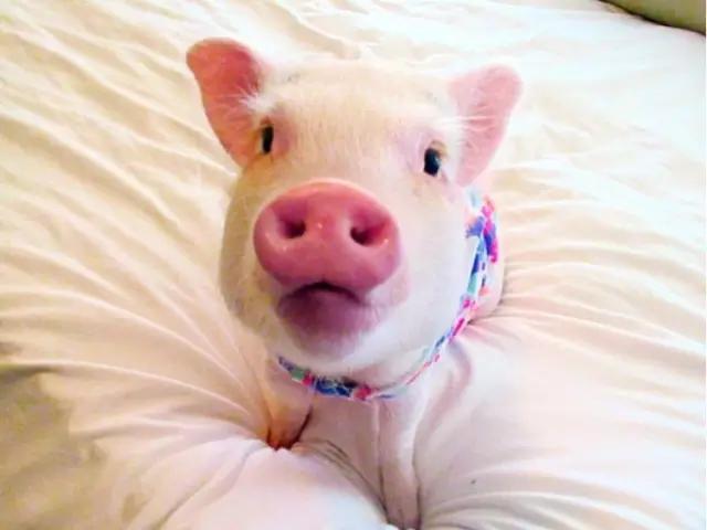 世界上最可爱的小猪图片