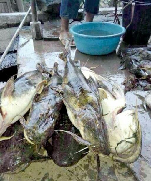 澜沧江最大的鱼图片