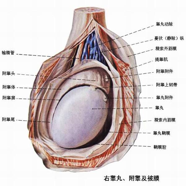 治疗:急性附睾睾丸炎除应用抗生素或抗病毒药物治疗外,可配合使用清热