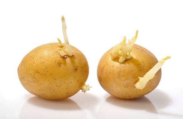土豆发芽全过程图片图片