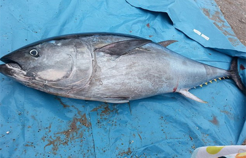 蓝鳍金枪鱼价值700万 它营养价值及功效何在?