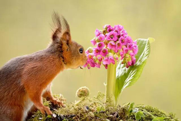 艺术之美当动物亲吻花朵这是世界上最萌的照片